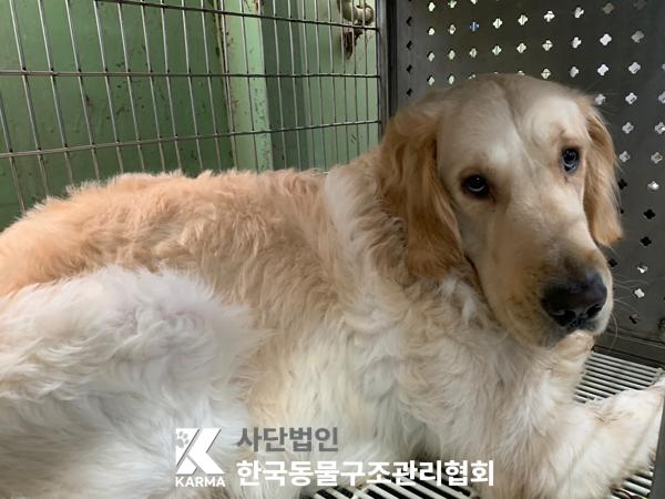 종료(입양) 골든 …